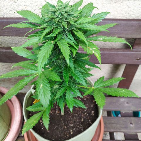 Quick One Royal Queen Seeds growlog timeline photo