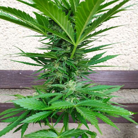 Auto Blueberry Dutch Passion  growlog timeline photo