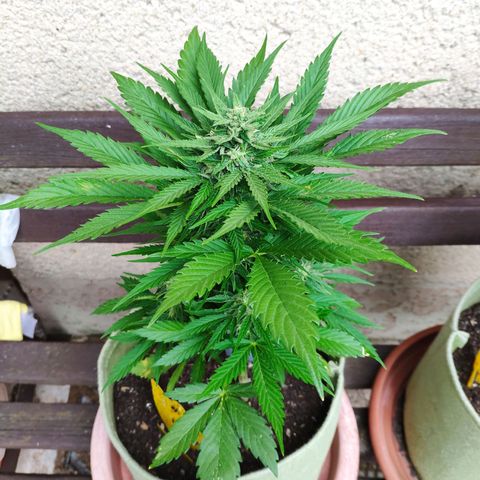Auto Blueberry Dutch Passion  growlog timeline photo