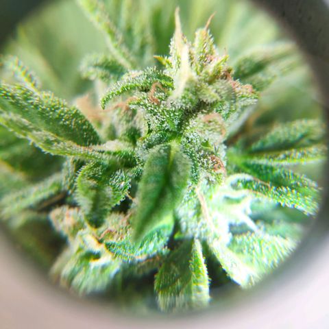Auto Blueberry Dutch Passion  growlog timeline photo
