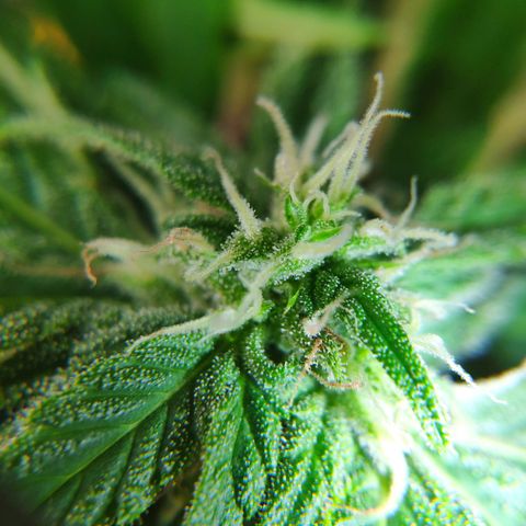 Auto Blueberry Dutch Passion  growlog timeline photo