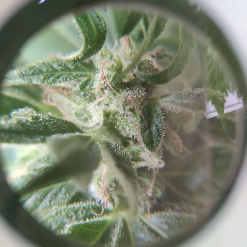 Auto Blueberry Dutch Passion  growlog timeline photo