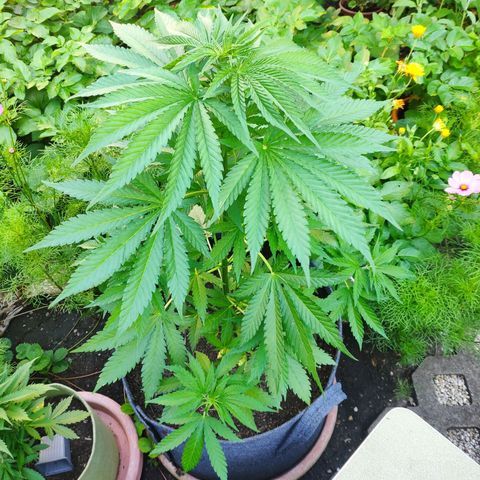 Purple Cookie Kush Sensi Seeds  growlog timeline photo
