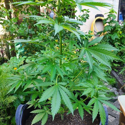 Purple Cookie Kush Sensi Seeds  growlog timeline photo