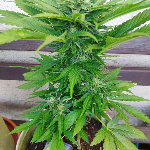 Auto Blueberry Dutch Passion  growlog timeline photo