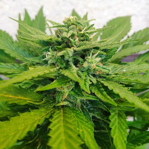 Auto Blueberry Dutch Passion  growlog timeline photo