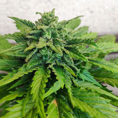 Quick One Royal Queen Seeds growlog timeline photo