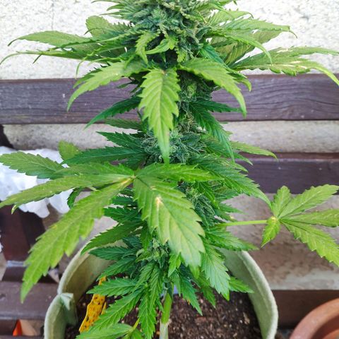 Quick One Royal Queen Seeds growlog timeline photo
