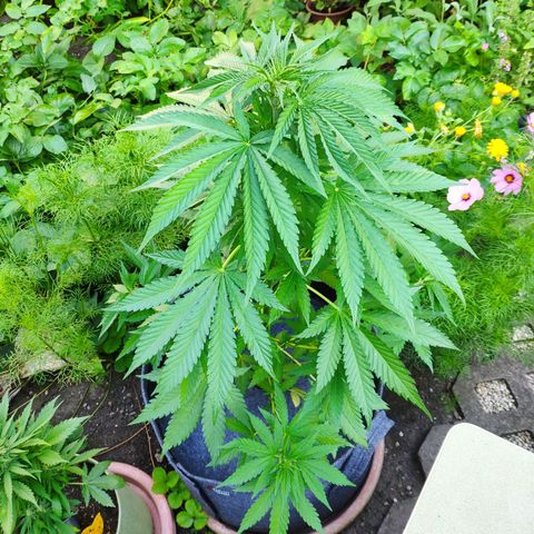 Purple Cookie Kush Sensi Seeds  growlog timeline photo