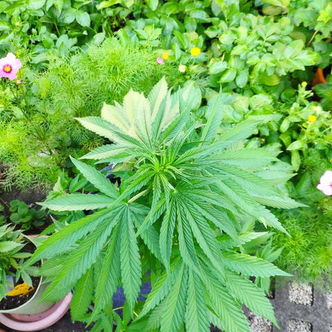 Purple Cookie Kush Sensi Seeds  growlog timeline photo