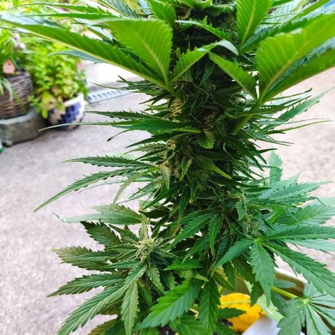 Auto Blueberry Dutch Passion  growlog timeline photo