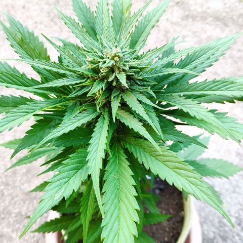 Auto Blueberry Dutch Passion  growlog timeline photo