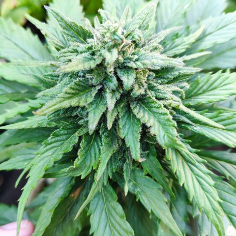 Quick One Royal Queen Seeds growlog timeline photo
