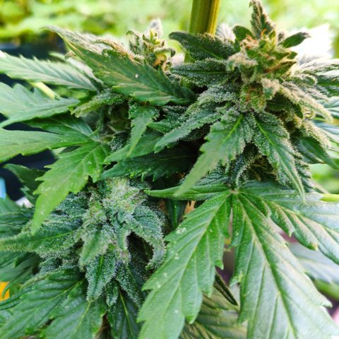 Quick One Royal Queen Seeds growlog timeline photo
