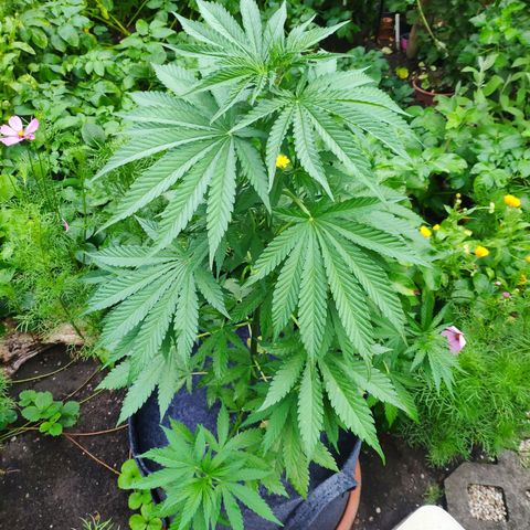 Purple Cookie Kush Sensi Seeds  growlog timeline photo