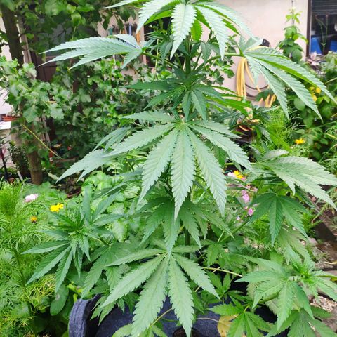 Purple Cookie Kush Sensi Seeds  growlog timeline photo