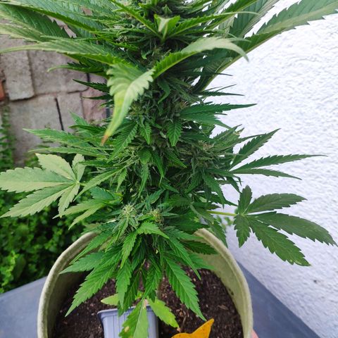Auto Blueberry Dutch Passion  growlog timeline photo