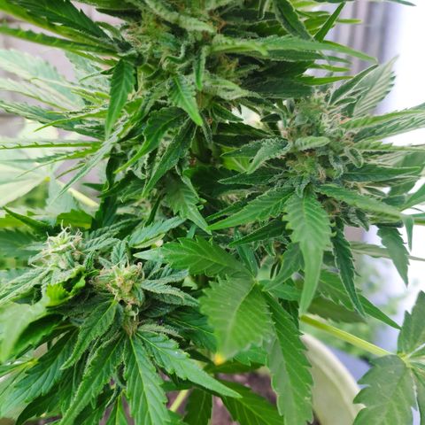 Auto Blueberry Dutch Passion  growlog timeline photo