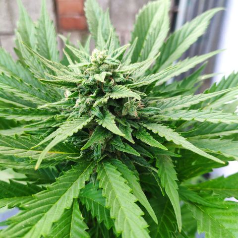Auto Blueberry Dutch Passion  growlog timeline photo