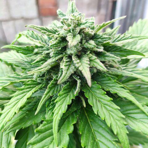 Quick One Royal Queen Seeds growlog timeline photo