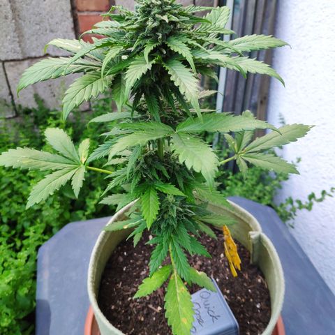 Quick One Royal Queen Seeds growlog timeline photo