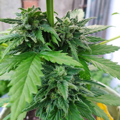 Quick One Royal Queen Seeds growlog timeline photo