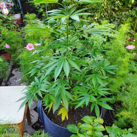 Purple Cookie Kush Sensi Seeds  growlog timeline photo