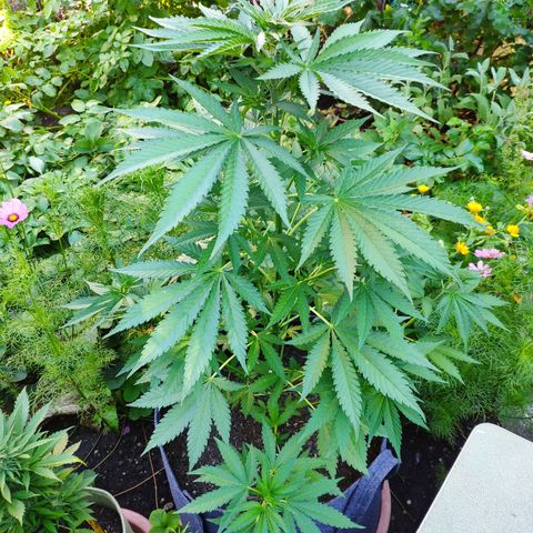 Purple Cookie Kush Sensi Seeds  growlog timeline photo