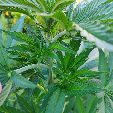 Purple Cookie Kush Sensi Seeds  growlog timeline photo