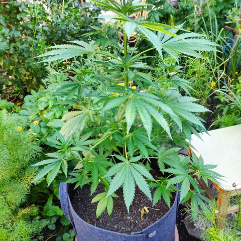 Purple Cookie Kush Sensi Seeds  growlog timeline photo