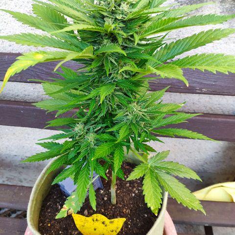 Auto Blueberry Dutch Passion  growlog timeline photo