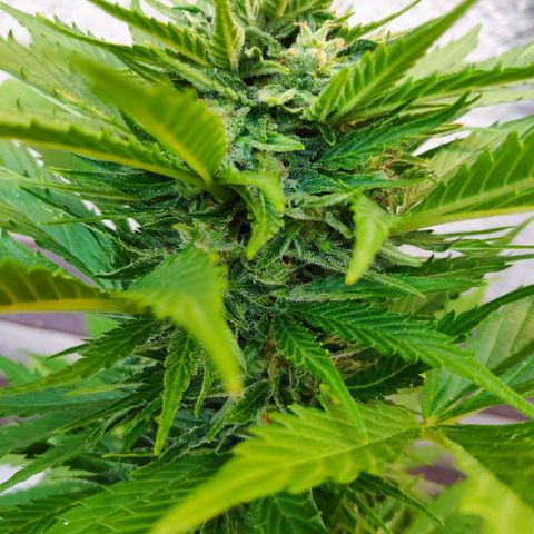 Auto Blueberry Dutch Passion  growlog timeline photo