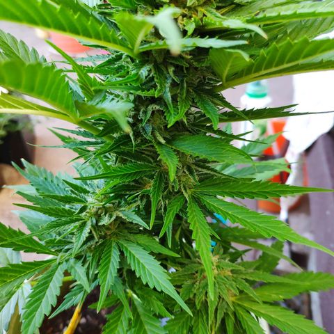 Auto Blueberry Dutch Passion  growlog timeline photo