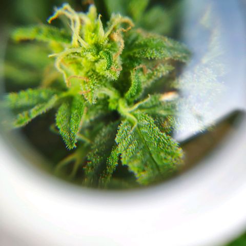 Auto Blueberry Dutch Passion  growlog timeline photo
