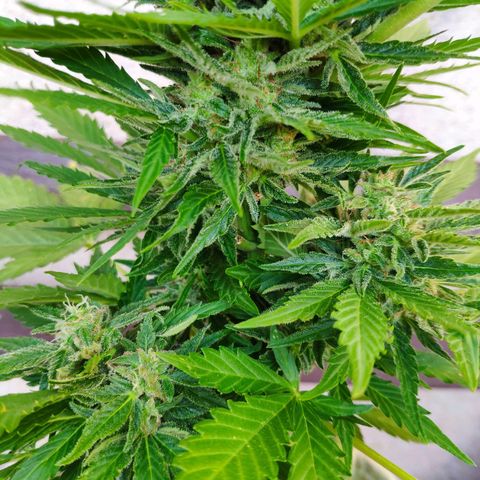 Auto Blueberry Dutch Passion  growlog timeline photo