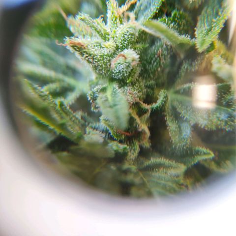 Auto Blueberry Dutch Passion  growlog timeline photo