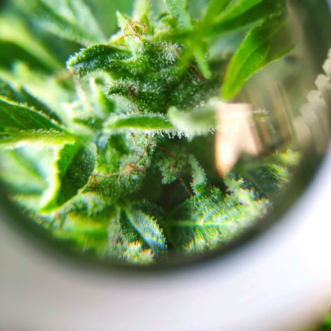 Auto Blueberry Dutch Passion  growlog timeline photo