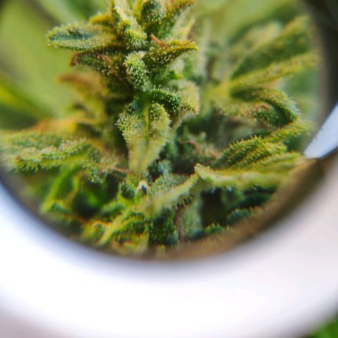 Auto Blueberry Dutch Passion  growlog timeline photo