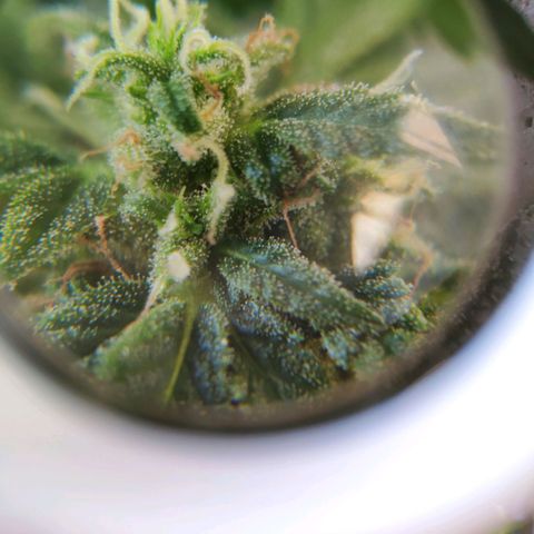 Auto Blueberry Dutch Passion  growlog timeline photo