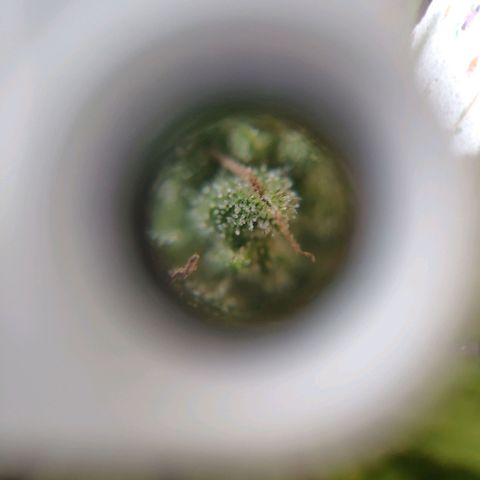 Auto Blueberry Dutch Passion  growlog timeline photo