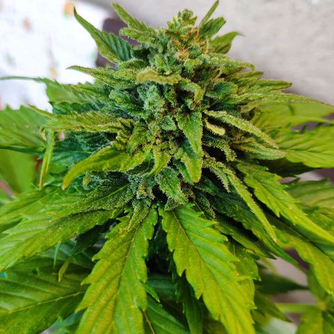 Quick One Royal Queen Seeds growlog timeline photo