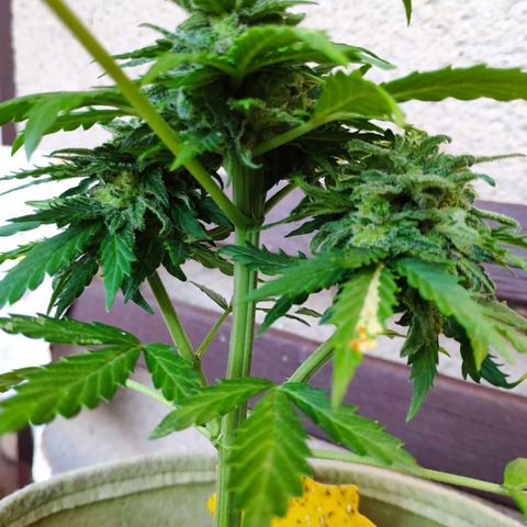 Quick One Royal Queen Seeds growlog timeline photo