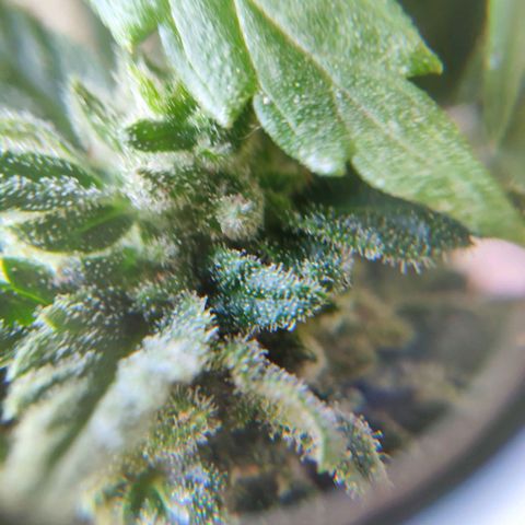 Quick One Royal Queen Seeds growlog timeline photo