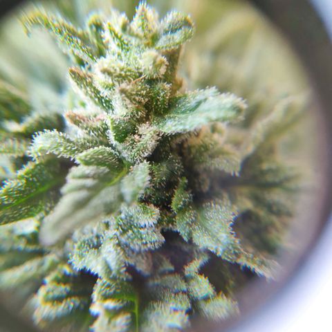 Quick One Royal Queen Seeds growlog timeline photo