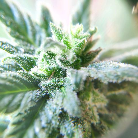 Quick One Royal Queen Seeds growlog timeline photo