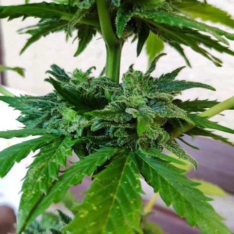 Quick One Royal Queen Seeds growlog timeline photo