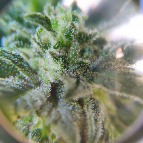 Quick One Royal Queen Seeds growlog timeline photo