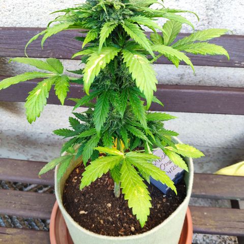 Quick One Royal Queen Seeds growlog timeline photo