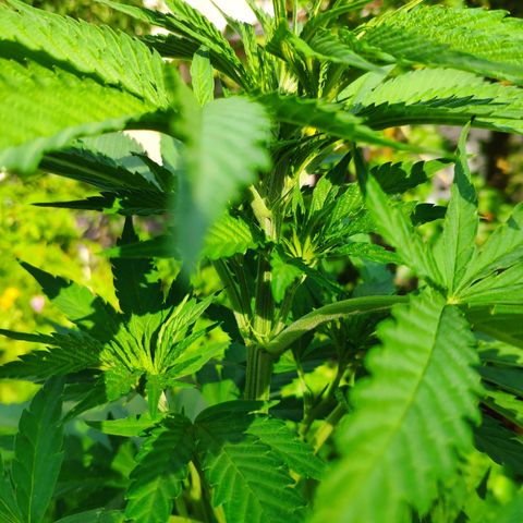 Purple Cookie Kush Sensi Seeds  growlog timeline photo