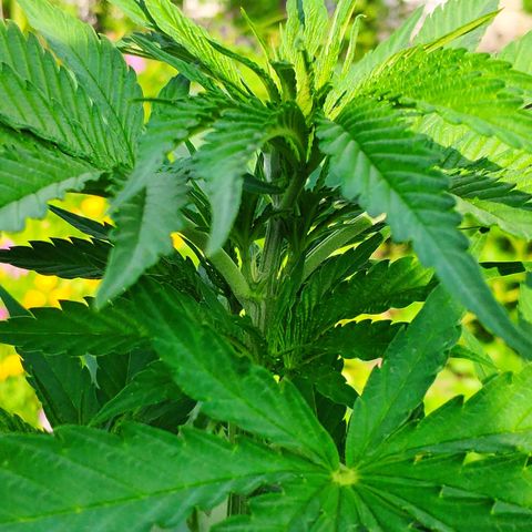 Purple Cookie Kush Sensi Seeds  growlog timeline photo